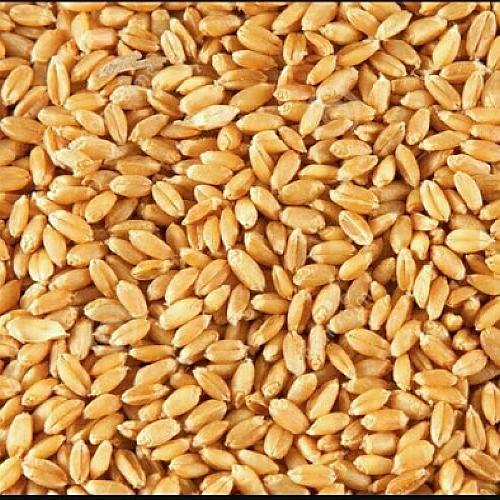Wheat Sharbati (M.P Board) - 5 kg